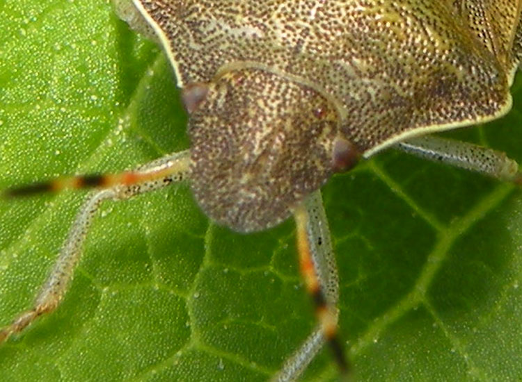 Pentatomidae: Holcostethus vernalis dell''Emilia (RE)